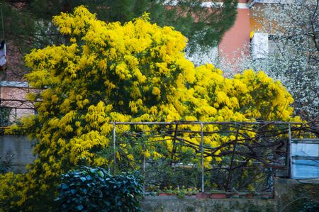yellow mimosa plant blooming in springの写真素材
