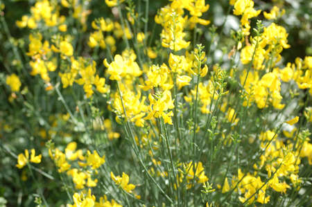 yellow wildflowers in springの写真素材