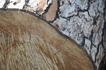 closeup of sections of a tree trunkの写真素材