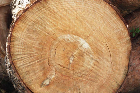 closeup of sections of a tree trunkの写真素材