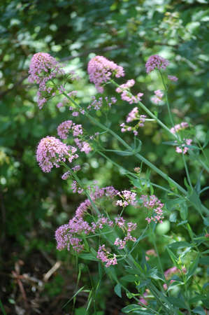 purple field flowers in springの写真素材