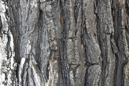 closeup of sections of a tree trunkの写真素材