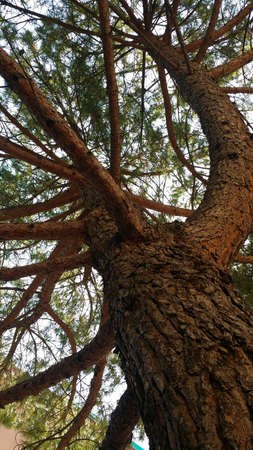 leafless tree in autumnの写真素材
