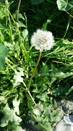 wild dandelion flower in a meadow in springの写真素材