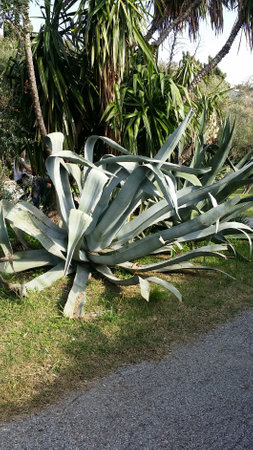 agave tequilana or blue agave in the park of Nervi in ââGenoa in Liguria In Italyの写真素材