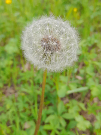 close up of a flower of taraxacum officinaleの写真素材