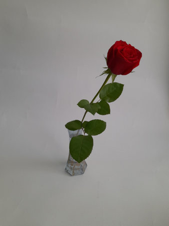 a single red rose in a glass vaseの写真素材