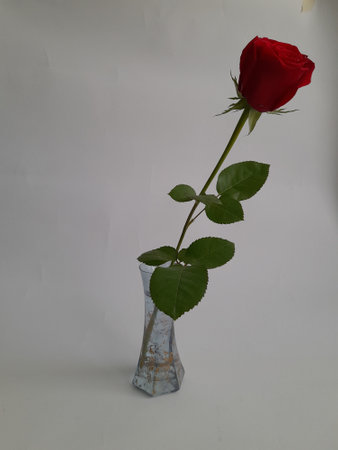 a single red rose in a glass vaseの写真素材