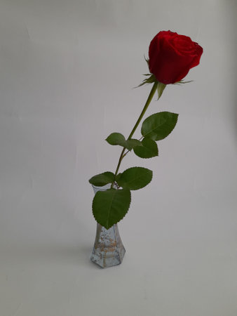 a single red rose in a glass vaseの写真素材