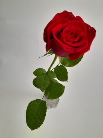 a single red rose in a glass vaseの写真素材