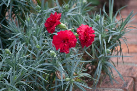 close up of red flowersの写真素材