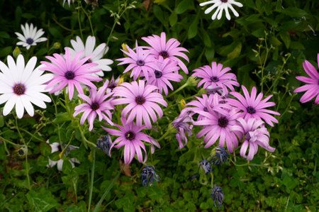 colorful daisies in a meadow in springの写真素材