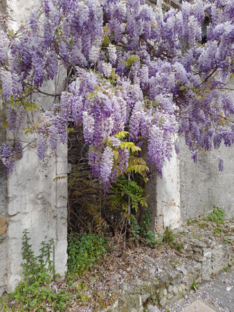 wisteria plant blooming in springの写真素材