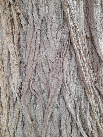close-up of a woven tree trunkの写真素材