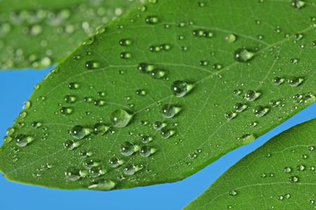 green leaves with raindropsの写真素材
