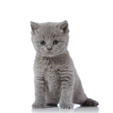 british short hair kittenの写真素材