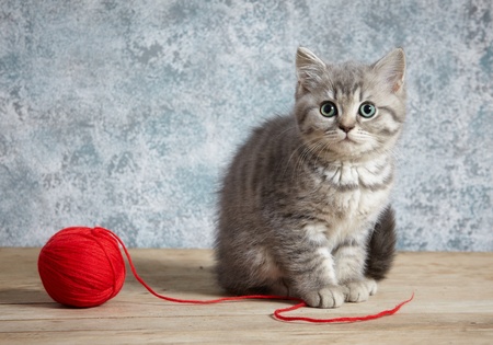 kitten and red thread ballの写真素材