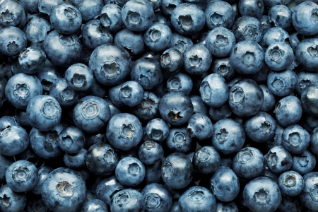 blueberries backgroundの写真素材