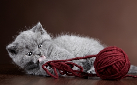 British short hair Kitten and ball of yarnの写真素材