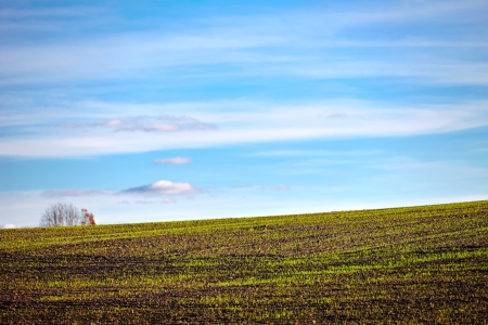 Landscape with young plants in the field の写真素材