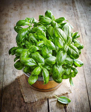 fresh green basil plant on wooden tableの写真素材
