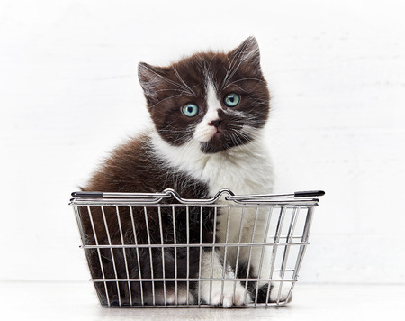 small black and white color kitten sitting in metal shopping basketの写真素材