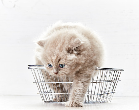 small kitten in shopping basket on white backgroundの写真素材