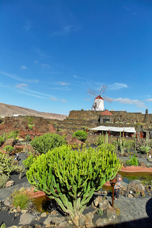 Lanzarote, Spain - DECEMBER 02, 2017: Cactus garden Jardin de Cactus and windmill in Lanzarote, Canary Islands, Spainのeditorial素材