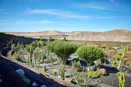 Lanzarote, Spain - DECEMBER 02, 2017: Cactus garden Jardin de Cactus and windmill in Lanzarote, Canary Islands, Spainのeditorial素材