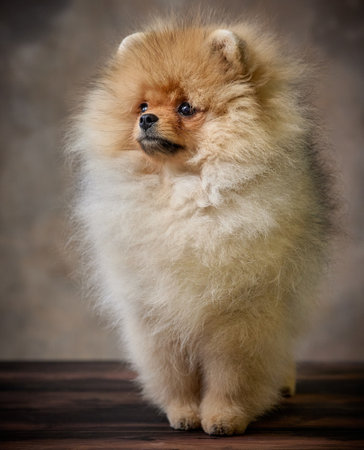 portrait of miniature pomeranian spitz puppyの写真素材