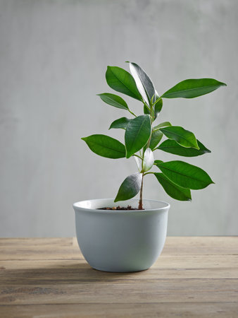 plant with green leaves grows in flower pot on wooden table