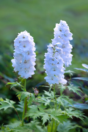 beautiful blooming white delphinium flowers in flower bedの写真素材