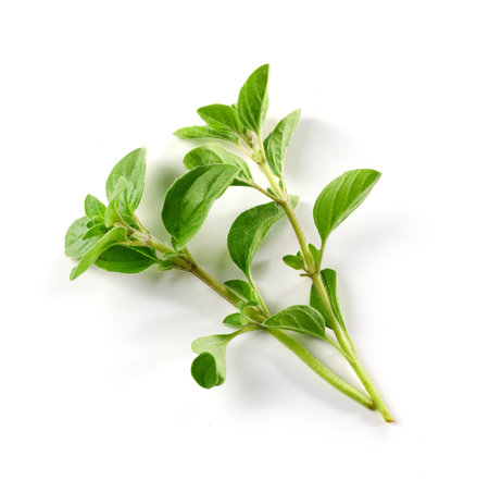 fresh green oregano leaves isolated on white background, top viewの写真素材