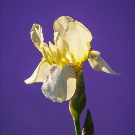 beautiful blooming iris flower on purple backgroundの写真素材