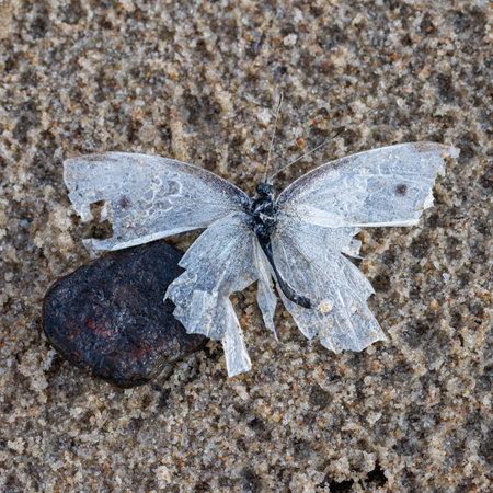 a dead butterfly lies in the beach sand with broken wings washed up from the seaの写真素材