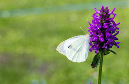closeup of beautiful white butterfly on blooming purple flower in gardenの写真素材
