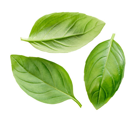 fresh green basil leaf isolated on white backgroundの写真素材