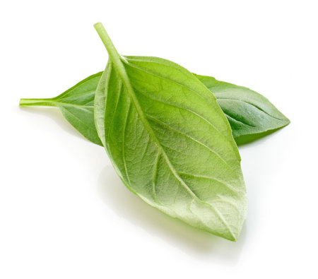 fresh green basil leaf isolated on white backgroundの写真素材