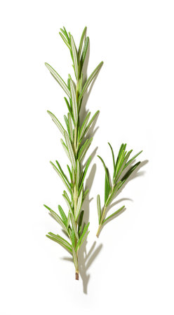 fresh green rosemary isolated on white background, top viewの写真素材