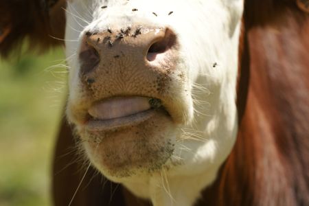 vaches de montagne,の写真素材