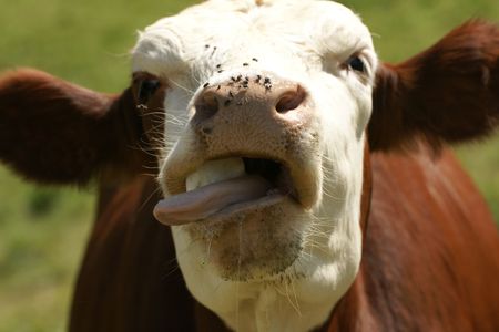 Cows mountainの写真素材