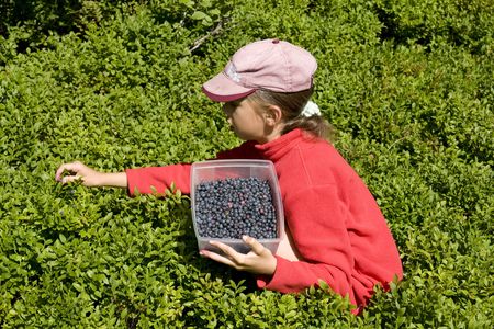 the child who collects blueberries の写真素材