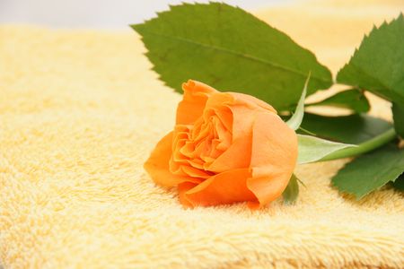 orange roses,の写真素材