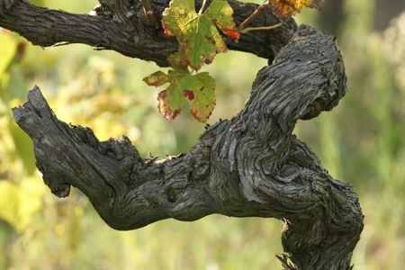 cluster, black grapes, grain, vineyards, picking, harvesting, wine, vine leaves, wine, branch, old,の写真素材