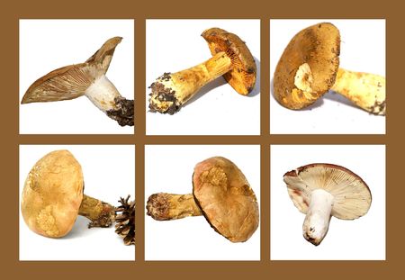 mushrooms, fungus, forest, timber harvesting, edible, cooking, danger, poison, Bolet, slip, hat, fall season, variety, editing,の写真素材