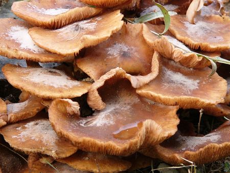 mushrooms, autumn, season, mold, food, cooking, gathering edible, danger, poison, poison, wood,...