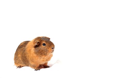 guinea pig, animal companion, pet, rodent, brown hair, white background, expression,の写真素材