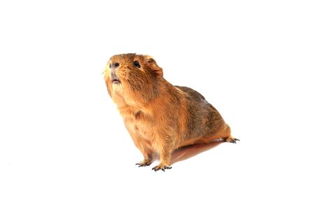 guinea pig, animal companion, pet, rodent, brown hair, white background, expression, stretching,の写真素材