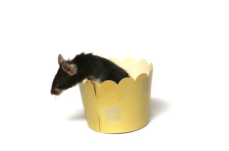 mouse fur, snout, tail box, vermin, white background, experience,の写真素材