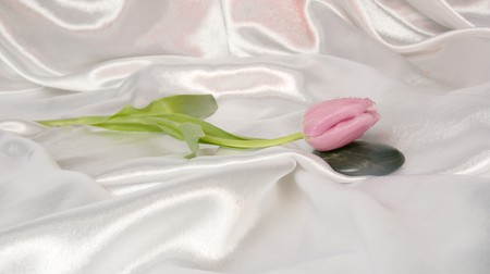 tulipe pink の写真素材